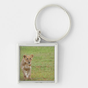 lion cub, Panthera leo, Kgalagadi Transfrontier Keychain