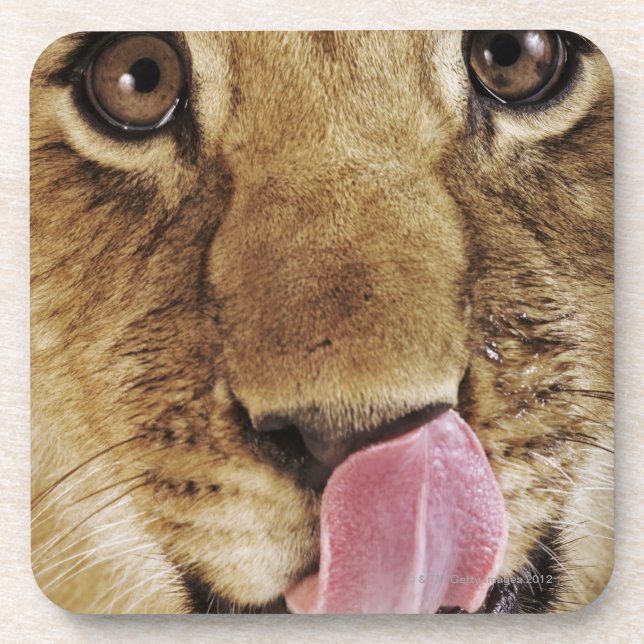 Lion cub (Panthera leo) licking nose, close-up Beverage Coaster (Front)