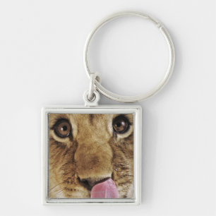 Lion cub (Panthera leo) licking nose, close-up Keychain