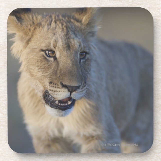 Lion Cub (Panthera Leo) | Namibia Drink Coaster (Front)