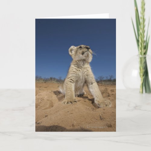 Lion Cub Panthera Leo sitting on sand Namibia Card