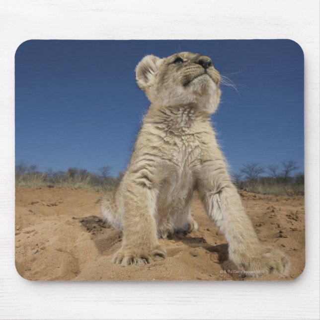 Lion Cub (Panthera Leo) sitting on sand, Namibia Mouse Pad (Front)