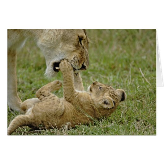 Lion Cub Playing Cards (Front Horizontal)