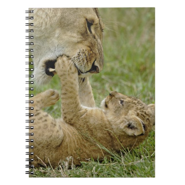 Lion Cub Playing Notebook (Front)