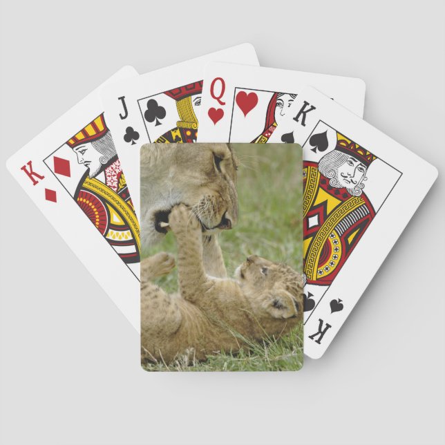 Lion Cub Playing Poker Cards (Back)