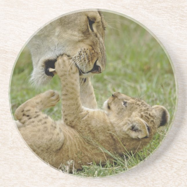 Lion Cub Playing Sandstone Coaster (Front)