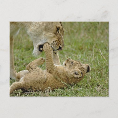 Lion cub playing with female lion Masai Mara Postcard