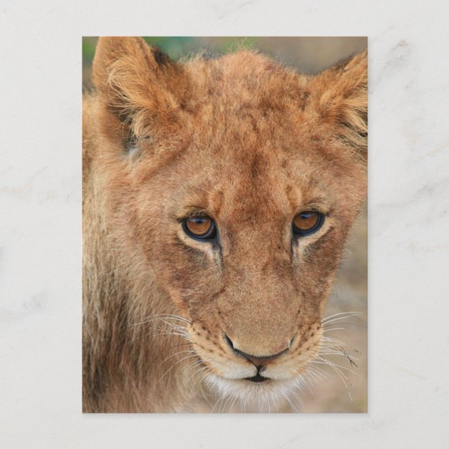 Lion Cub Postcard (Front)