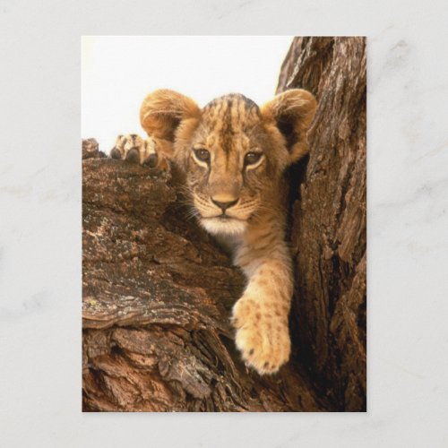 Lion Cub Postcard