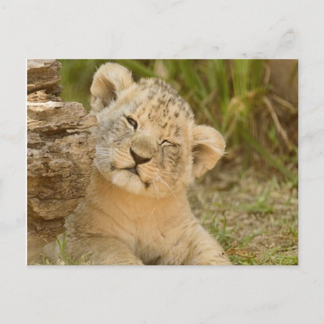 Lion Cub Postcard (Front)