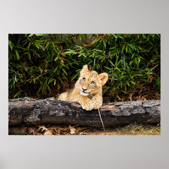 Lion Cub  Poster (Front)