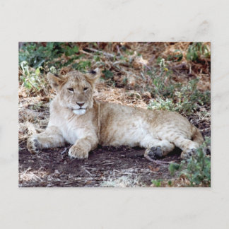 Lion cub resting on the Serengeti Postcard