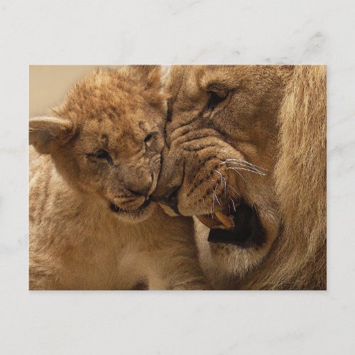 Lion cub with dad postcard