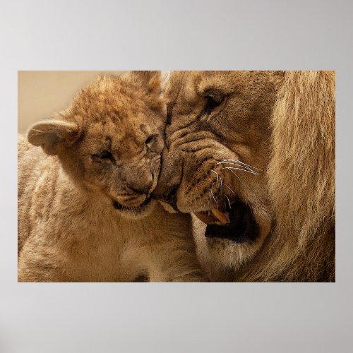 Lion cub with dad poster