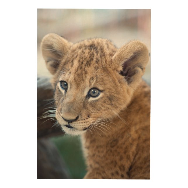 Lion Cub Wood Wall Art (Front)