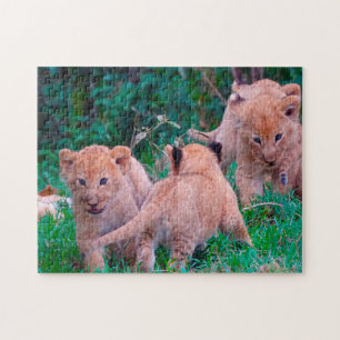 Lion Cubs Big Cats. Jigsaw Puzzle