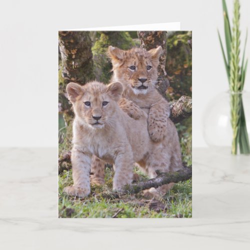 Lion cubs greetings card blank with envelope card