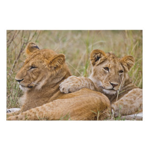 Lion Cubs Lounging Faux Canvas Print