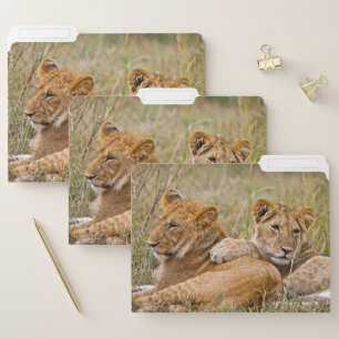 Lion Cubs Lounging File Folder