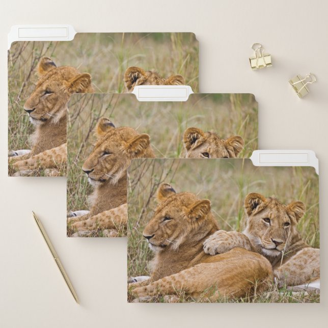 Lion Cubs Lounging File Folder (Set)
