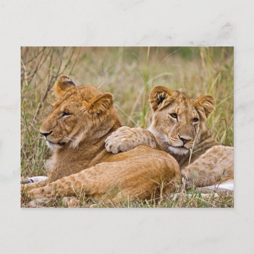 Lion Cubs Lounging Postcard