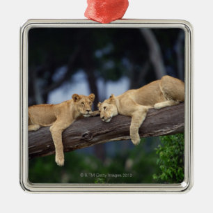 Lion cubs lying on tree branch , Kenya , Africa Metal Ornament