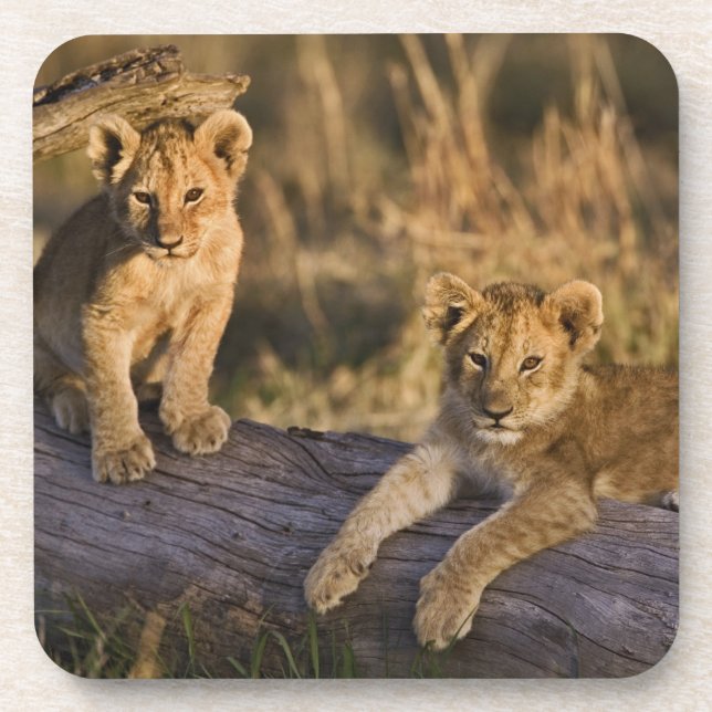 Lion Cubs on Log Beverage Coaster (Front)