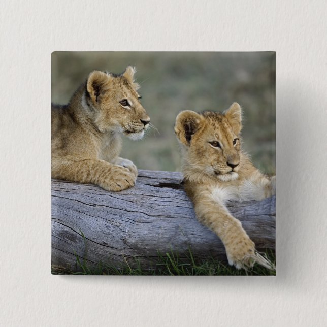 Lion Cubs on Log Button (Front)