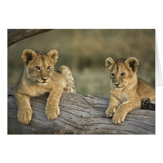 Lion Cubs on Log Cards (Front Horizontal)