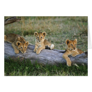 Lion Cubs on Log Cards