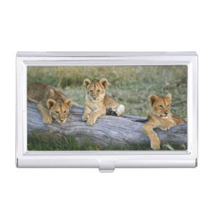 Lion Cubs on Log Case For Business Cards