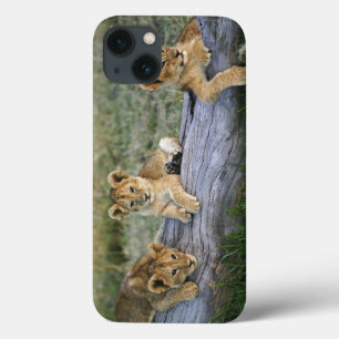 Lion Cubs on Log iPhone 13 Case