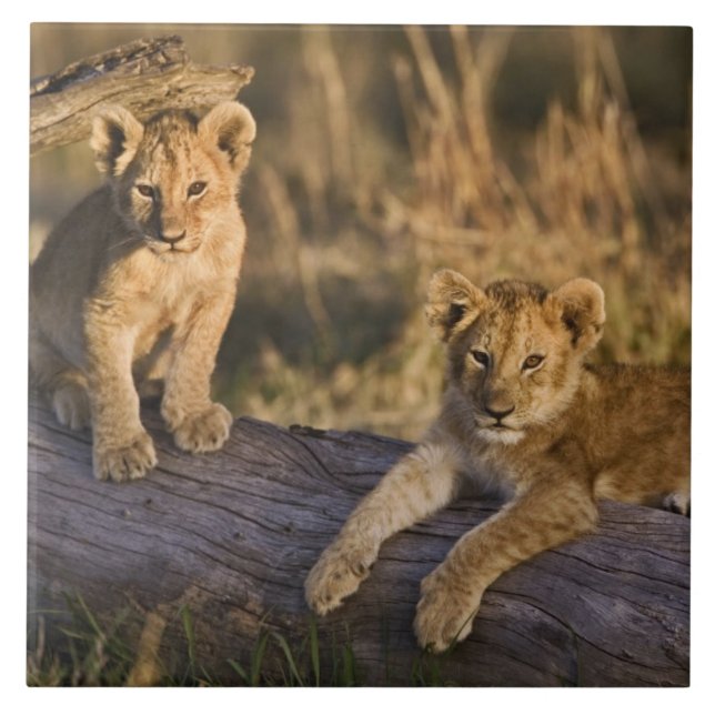 Lion Cubs on Log Ceramic Tile (Front)