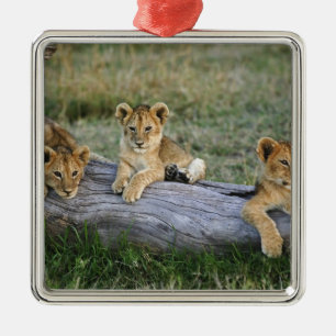Lion Cubs on Log Metal Ornament