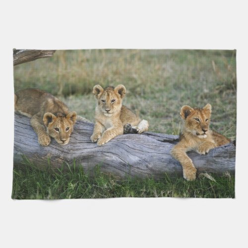 Lion cubs on log Panthera leo Masai Mara 2 Kitchen Towel