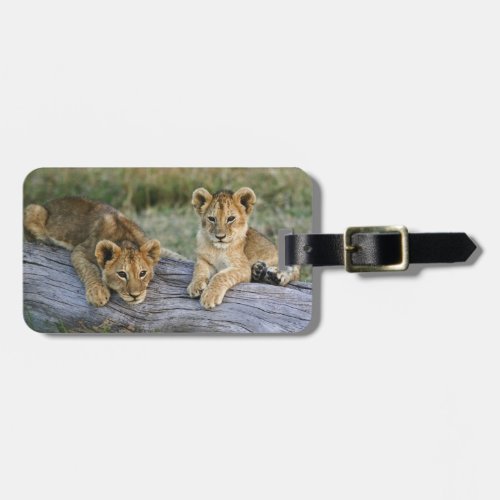 Lion cubs on log Panthera leo Masai Mara 2 Luggage Tag