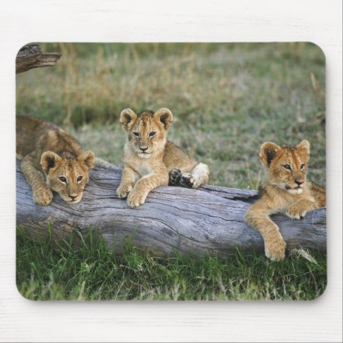 Lion cubs on log Panthera leo Masai Mara 2 Mouse Pad