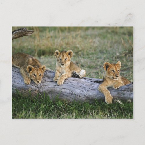 Lion cubs on log Panthera leo Masai Mara 2 Postcard