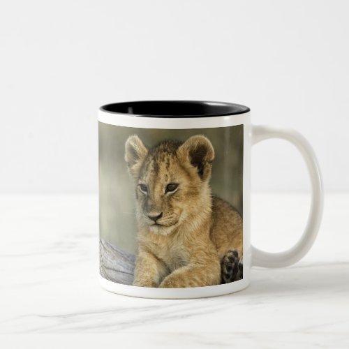 Lion cubs on log Panthera leo Masai Mara Two_Tone Coffee Mug