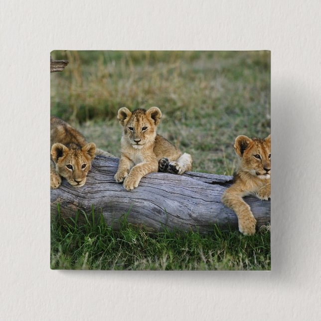 Lion Cubs on Log Pinback Button (Front)