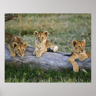 Lion Cubs on Log Poster