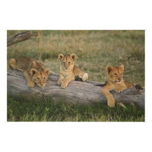Lion Cubs on Log Wood Wall Decor