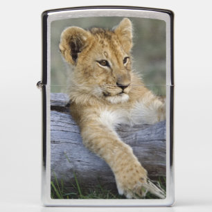 Lion Cubs on Log Zippo Lighter