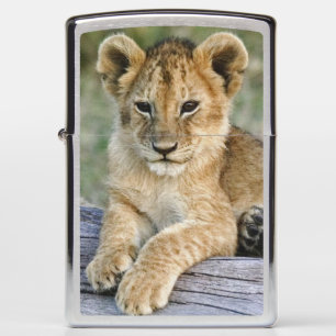 Lion Cubs on Log Zippo Lighter