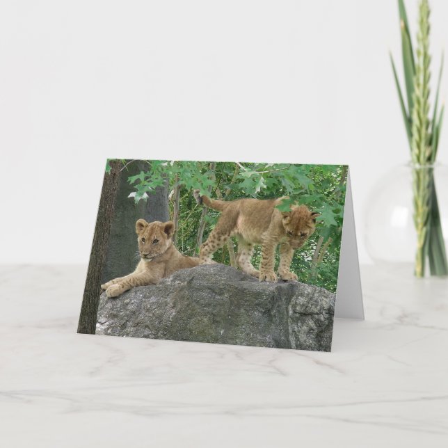 Lion Cubs on the rocks card (Front)