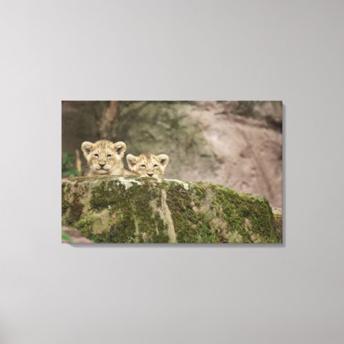 Lion Cubs Peeking Over Rock Canvas Print