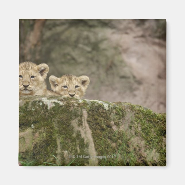 Lion Cubs Peeking Over Rock Magnet (Front)