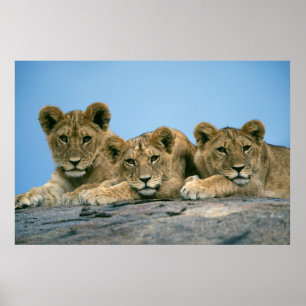 Lion Cubs Poster
