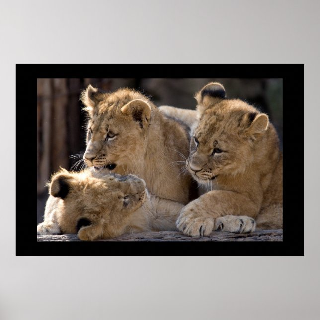 Lion Cubs  Poster (Front)