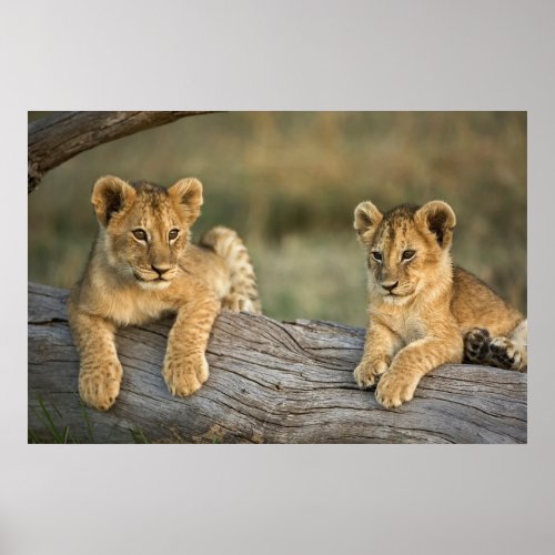 Lion Cubs Resting on Log Poster